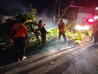 Pohon Waru di Desa Bubunan Tumbang, Akses Jalan Terhalang Pohon Tumbang