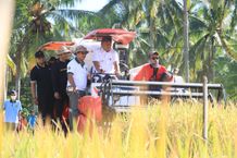 Panen Padi Nusantara di Tukadaya, Bupati Tamba Sumringah Harga Gabah Stabil Panen Padi Nusantara