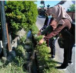 Cegah DB, Pemkot Denpasar Gencarkan PSN dan Larvasida PSN dan Larvasidasi