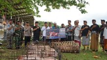 Bupati Tamba Bagikan 128 Ekor Babi untuk Desa Adat di Jembrana Bagikan 128 Babi