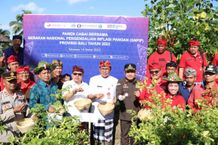 Pemkab Tabanan dan Bank Indonesia Lakukan Penanaman Bibit dan Panen Cabai dalam Rangka GNPIP 2023 Cabai