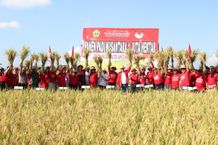 Pemkab Tabanan Buka Acara Panen Padi Nusantara 1 Juta Hektar di Subak Bengkel Panen Padi