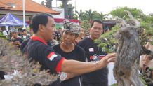 Buleleng Bonsai Festival Meriahkan HUT Ke-419 Kota Singaraja Festival Bonsai