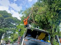 Diduga Mengantuk, Truk Fuso Tabrak Pohon Mahoni di Desa Temukus Kecelakaan