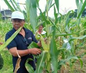 Wujudkan Program PKTD Nabati, Desa Dangin Puri Klod Panen Jagung Manis Program PKTD Nabati