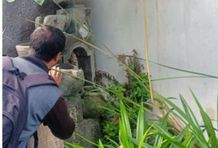 Atasi DBD, Petugas Jumantik Kelurahan Kesiman Rutin Laksanakan PSN Atasi DBD