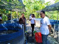 Program PKTD Hewani, Desa Dangin Puri Klod Panen Ikan Lele PKTD Hewani