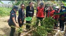 Kelurahan Padangsambaian Panen Cabai dan Terong Bentuk Penguatan Ketahanan Pangan Panen