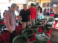Pemkot Denpasar Dukung Pelestarian Ikan Mas Koki Bali Ikan Mas Koki Bali