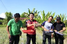 Bupati Suwirta Panen Bawang Organik Bawang Organik