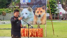 Menarik! Momentum HUT Ke-819 Bangli Dimeriahkan Kontes Nasional Anjing Kintamani Anjing Kintamani
