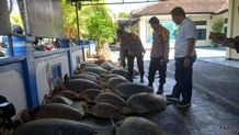 Ditpolairud Polda Bali Ungkap Perdagangan Daging Penyu Ilegal Penyu