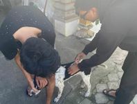 Pemkot Denpasar Gerak Cepat Lakukan Vaksinasi Rabies Pada Anjing Vaksinasi Rabies