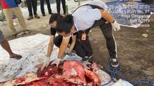 Jamin Kesehatan Hewan Kurban, Pemkot Denpasar Terjunkan Petugas Periksa Postmortem Hewan Kurban di 145 Lokasi Periksa Postmortem Hewan Kurban