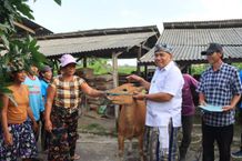 Serahkan Bibit Sapi Betina, Bupati Tamba: Harus Bermanfaat Bagi Ekonomi Masyarakat Sapi Betina