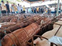 Sambut Galungan dan Kuningan, Wayan Suyasa Siapkan 120 Ekor Babi untuk Warga Badung Babi