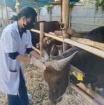 FKH Unud Turut Serta Pemeriksaan Ante Mortem Post Mortem Qurban Unud