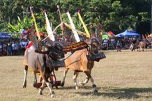 Parade Sapi Gerumbungan Meriahkan Lovina Festival 2023 Hari Kedua Lovina Festival