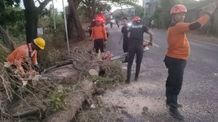 Pohon Tumbang Timpa Pemotor di Buleleng, Korban Alami Luka Ringan Pohon Tumbang