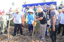 Bupati Jembrana Tanam Perdana Benih Jagung Hibrida Bupati Jembrana