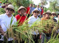 Wali Kota Jaya Negara Panen Padi Pandan Wangi di Subak Intaran Barat, Dukung Inovasi Sejahterakan Petani Berikan Jaminan Asuransi Panen Padi Pandan Wangi