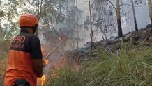 Puncak Musim Kering Picu Kebakaran di Hutan Kintamani Kebakaran Hutan