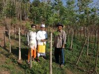 Bisnis Budidaya Kelor Yang Tetap Eksis Dari Awal Pandemi Sampai Sekarang Kelor
