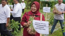 Agribisnis Closed Loop Diharapkan Dapat Tingkatkan Kesejahteraan Petani Buleleng panen