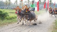 Bupati Tamba Buka Lomba Mekepung, Bentuk Promosi dan Pelestarian Budaya Lokal Lomba Mekepung