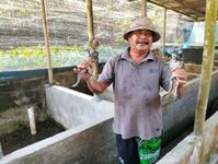 Luar Biasa! Peternak Kodok Asal Tabanan ini Mampu Raup Rp35 Juta Sekali Panen Kodok