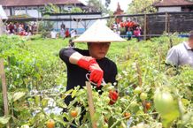Bupati Giri Prasta Rancang Insentif Bagi Petani Panen Raya