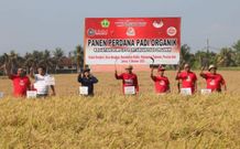 Pemkab Tabanan Panen Padi Organik di Subak Bengkel, Wujud Kolaborasi Terjaganya Ketahanan Pangan Panen Padi