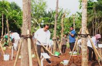 Tanam pohon