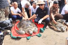 Belasan Penyu Hijau DiLepasliarkan, Bupati Tamba Ajak Lindungi Satwa Langka Lindungi Satwa Langka