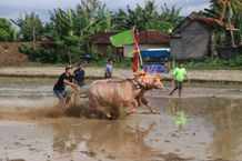 Makepung Lampit, Ajang Menjaga Warisan Budaya Makepung Lampit