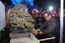 Rangkaian HUT Ke-530 Kota Tabanan, Bupati Sanjaya Buka Lomba dan Pameran Tanaman Bonsai HUT Kota Tabanan