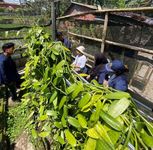 Membangkitkan Kembali Potensi ‘Emas Hitam’ di Desa Tampak Siring Emas Hitam