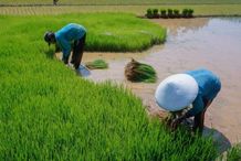Asuransi Pertanian, Premi Murah, Solusi Jika Gagal Panen petani