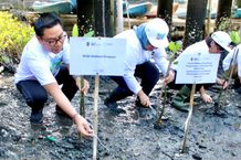 Wawali Arya Wibawa Ikuti Aksi Penanaman Mangrove dan Bersih Lingkungan Dari Kemenko Marves penanaman mangrove
