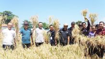 Penghujung Tahun 2023, Pj Bupati Buleleng Panen Padi Bersama Petani Panen Padi
