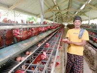 Harga Jagung Mahal, Peternak Ayam Petelor di Karangasem “Tercekik” Ayam