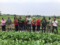 Upaya Tekan Inflasi, Kelurahan Peguyangan Panen Aneka Sayuran di Subak Sembung Panen Sayur