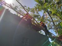 Warga Karangasem Diimbau Lakukan Mitigasi Mandiri Pohon Tumbang