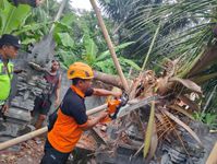 Pohon Kelapa Tumbang Timpa Bangunan Sanggah Warga Pohon Kelapa Tumbang