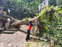 Rumah Warga di Desa Duda Utara Ditimpa Pohon Cempaka Keramat Pohon Keramat