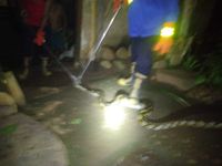 Damkar Karangasem Tangkap Ular Piton Tiga Meter Usai Mangsa Ayam Warga Ular