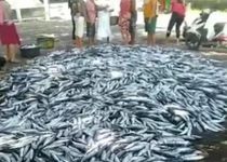 Tangkapan Ikan Melimpah, Harga Merosot Hingga Rp700 Per Ekor ikan