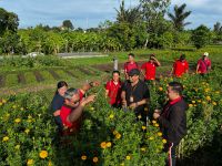 Tekan Laju Inflasi, Kelurahan Peguyangan Manfaatkan Lahan Subak Sembung Untuk Ditanami Bunga Gumitir Tekan Laju Inflasi