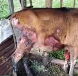 Akibat Makan “Kancing Landa”, Kulit Sapi di Karangasem Melepuh Sapi