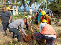 Dua Mobil Tertimpa Pohon Dijalur Bukit Jambul Dua Mobil Tertimpa Pohon Dijalur Bukit Jambul